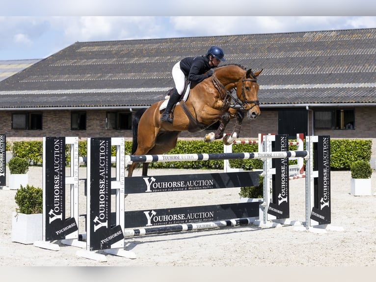 KWPN Gelding 7 years 17.1 hh  in Waddinxveen