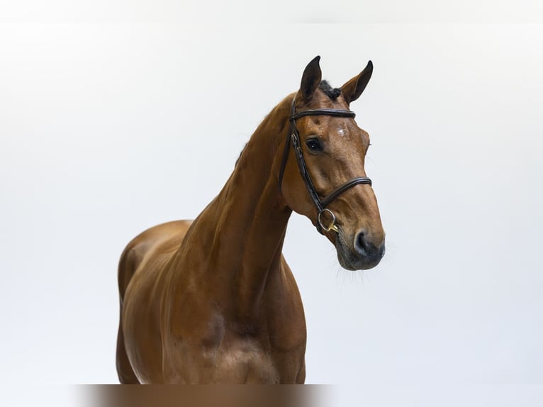 KWPN Gelding 7 years 17.1 hh  in Waddinxveen