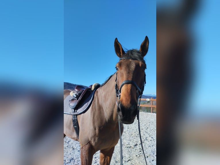 KWPN Gelding 7 years 17,2 hh Brown in Slatinské Lazy