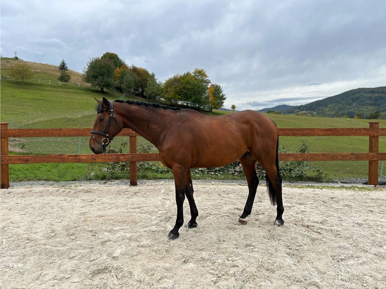 KWPN Gelding 7 years 17,2 hh in Slatinské Lazy