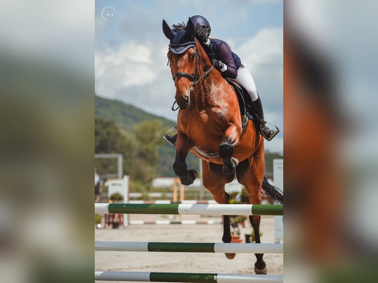 KWPN Gelding 7 years 17,2 hh in Slatinské Lazy