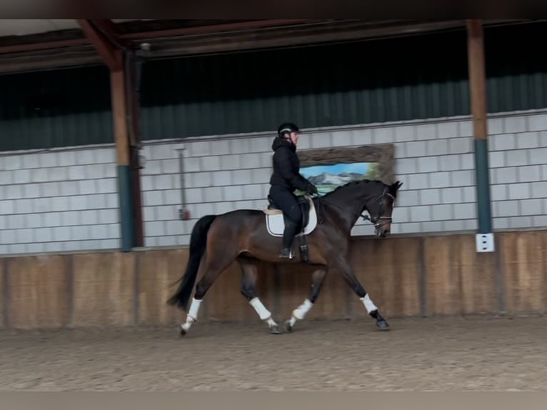 KWPN Gelding 7 years 17 hh Bay-Dark in Oud Gastel