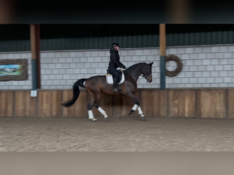 KWPN Gelding 7 years 17 hh Bay-Dark in Oud Gastel