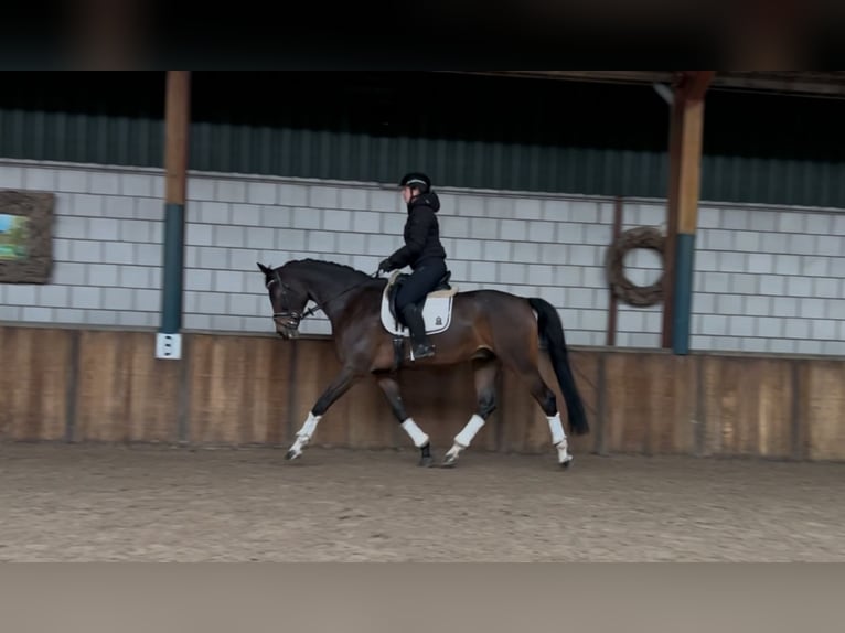 KWPN Gelding 7 years 17 hh Bay-Dark in Oud Gastel