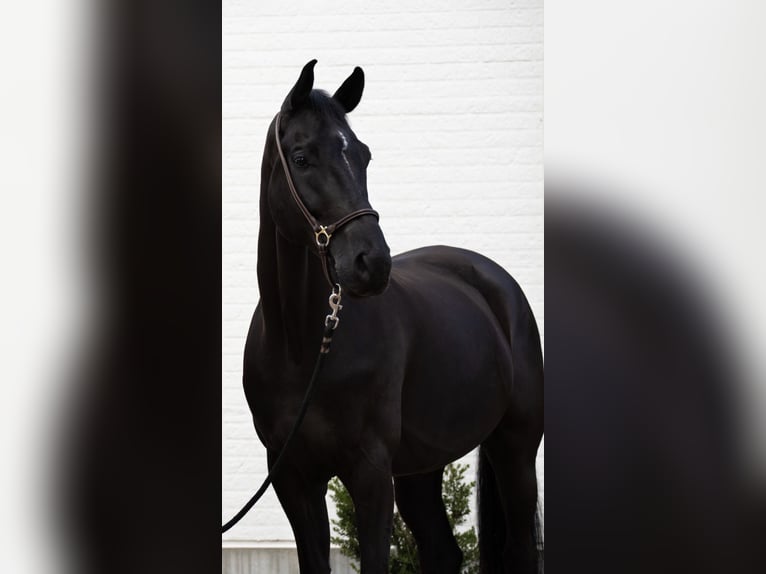 KWPN, Gelding, 7 years, 17 hh, Black