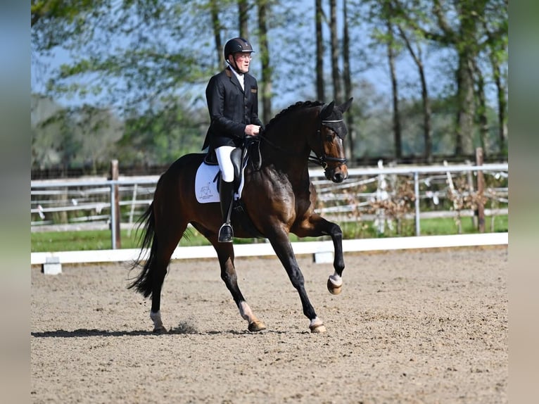 KWPN, Gelding, 7 years, 17 hh, Brown