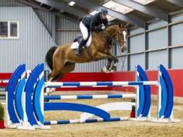 KWPN Gelding 7 years 17 hh Brown in Waddinxveen