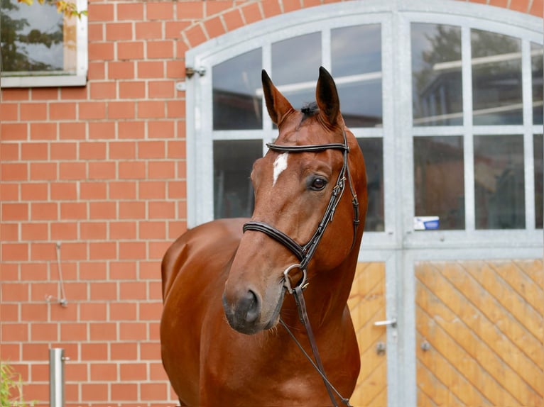 KWPN Gelding 7 years 17 hh Brown in Waltrop