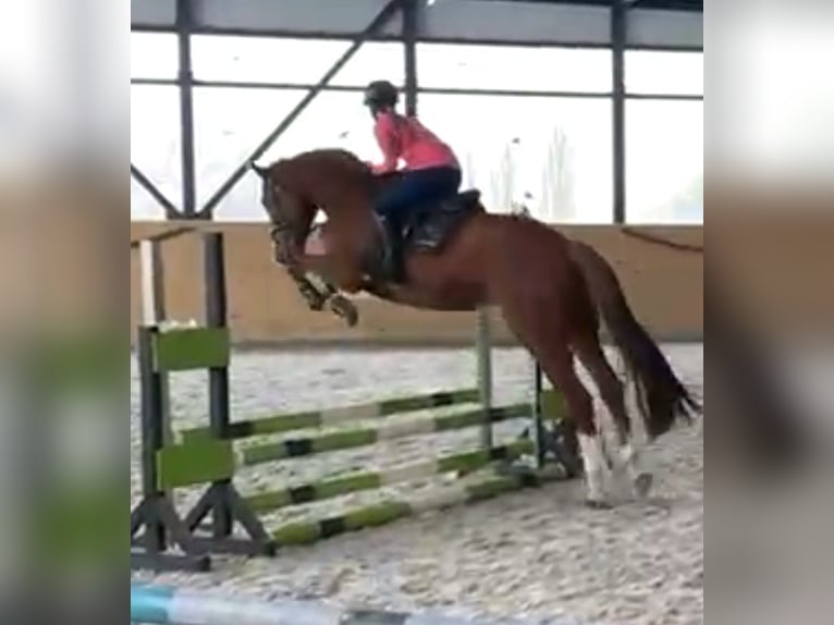 KWPN Gelding 7 years 17 hh Chestnut-Red in Zwickau