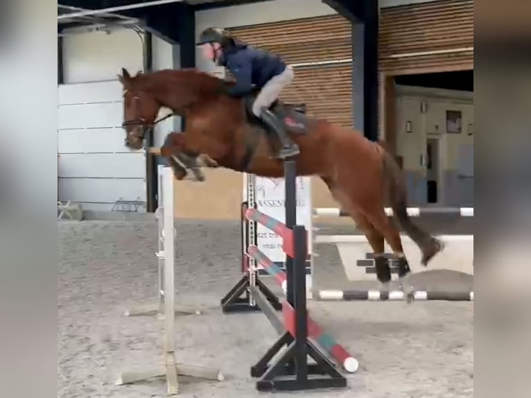 KWPN Gelding 7 years 17 hh Chestnut-Red in Zwickau