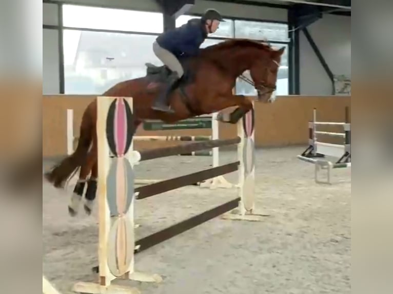 KWPN Gelding 7 years 17 hh Chestnut-Red in Zwickau