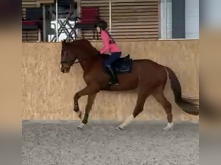 KWPN Gelding 7 years 17 hh Chestnut-Red in Zwickau