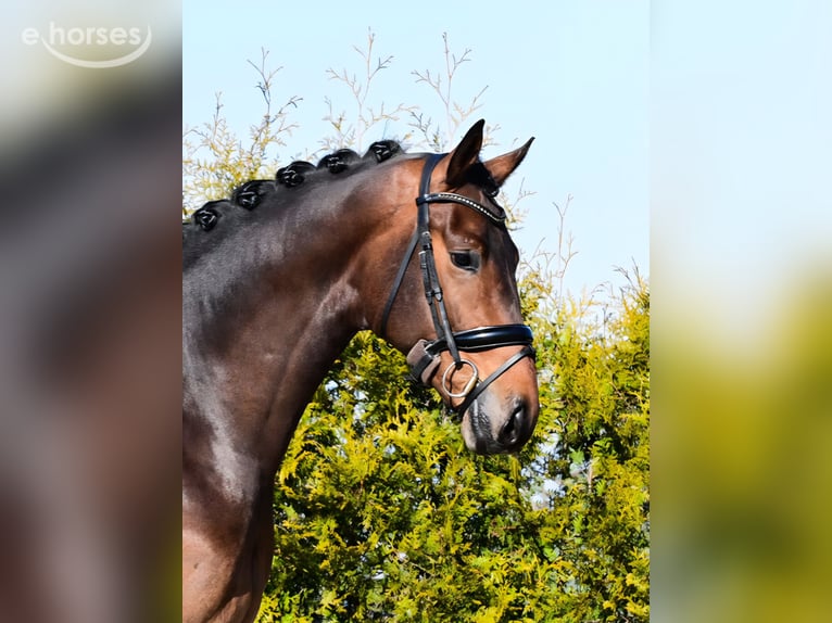 KWPN Gelding 7 years 17 hh  in Boekel