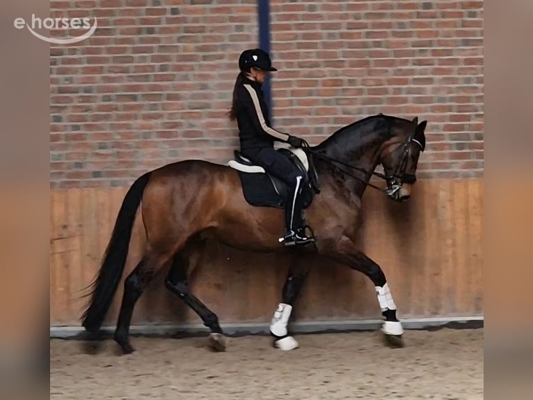 KWPN Gelding 7 years 17 hh  in Boekel