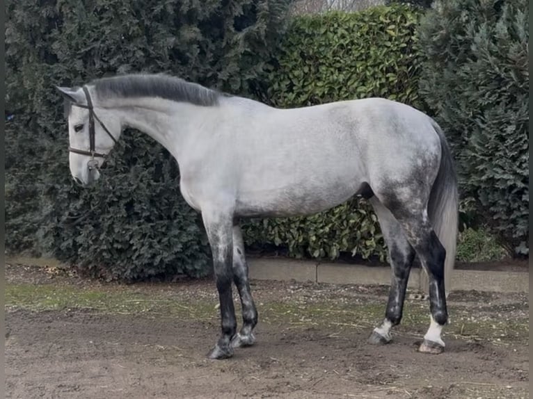 KWPN Gelding 7 years 17 hh Grey-Blue-Tan in Oud Gastel