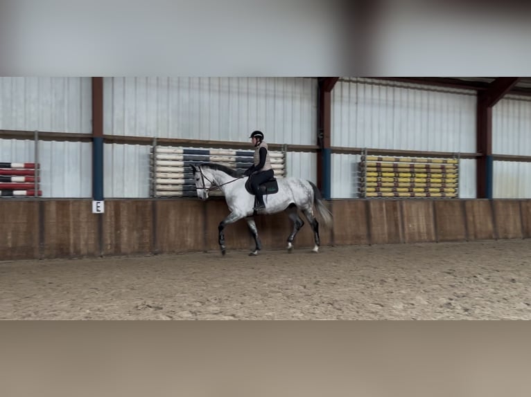 KWPN Gelding 7 years 17 hh Grey-Blue-Tan in Oud Gastel