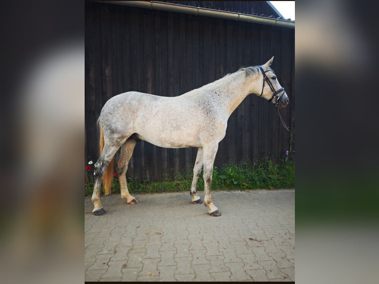 KWPN Gelding 7 years 17 hh Grey in Pegnitz