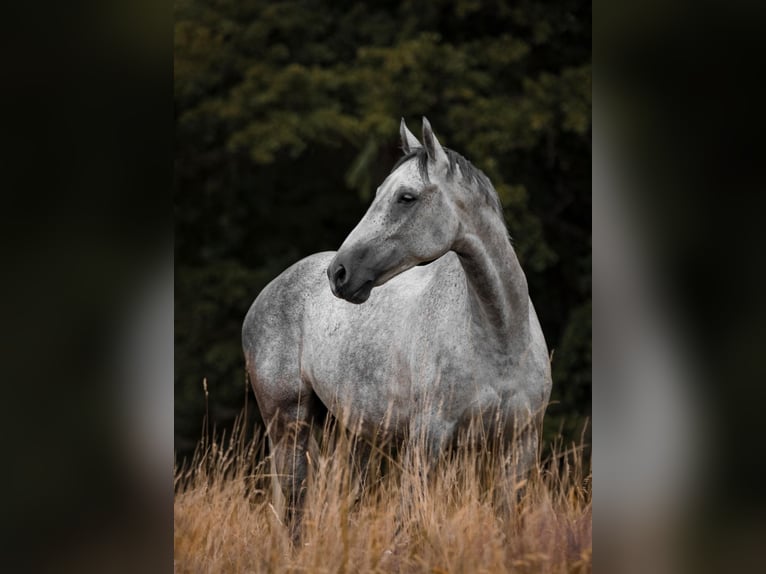 KWPN Gelding 7 years 17 hh Grey in Pegnitz
