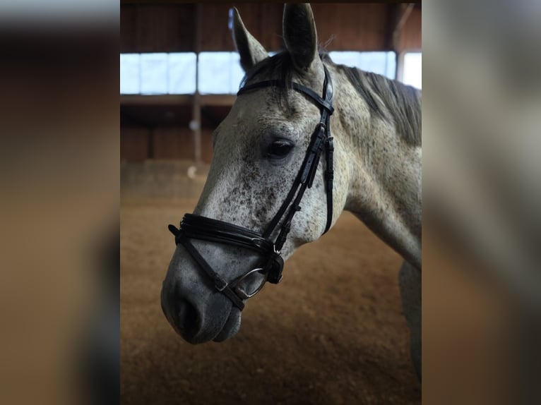 KWPN Gelding 7 years 17 hh Grey in Pegnitz