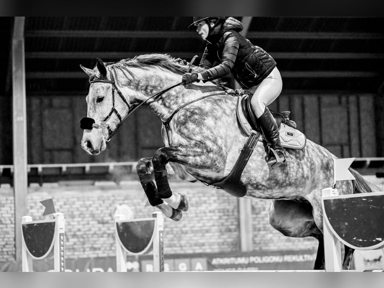 KWPN Gelding 7 years 17 hh Grey in Krikumi, Ropažu pag