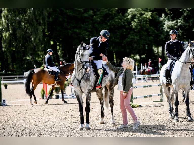 KWPN Gelding 7 years 17 hh Grey in Krikumi, Ropažu pag