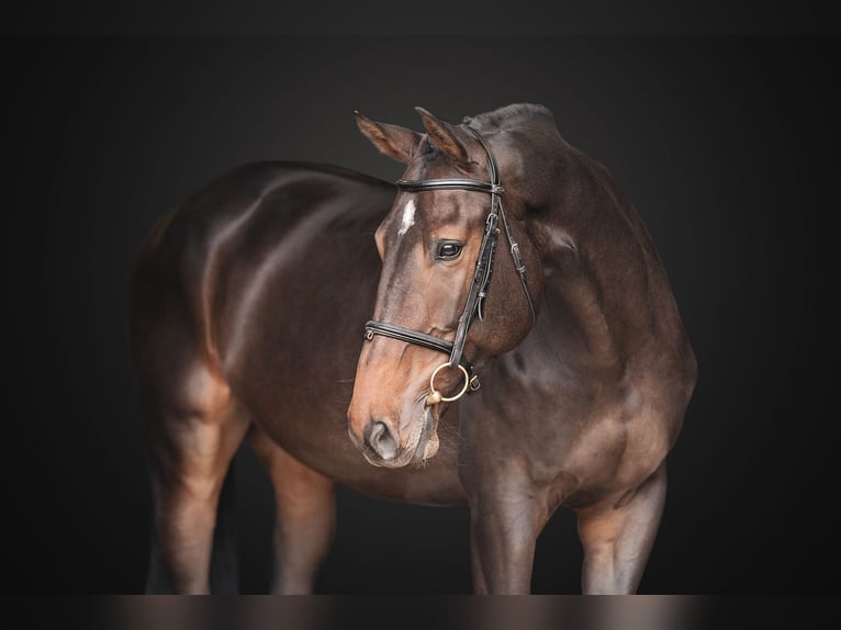 KWPN Gelding 7 years 17 hh in Zduchovice