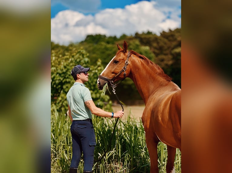 KWPN Gelding 7 years 17,1 hh Chestnut-Red in Bruxelles