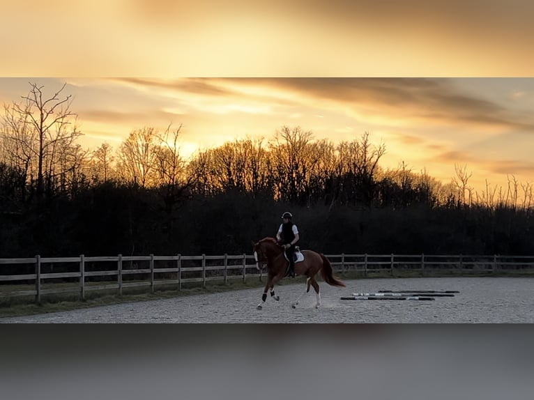 KWPN Gelding 7 years 17,1 hh Chestnut-Red in Bruxelles