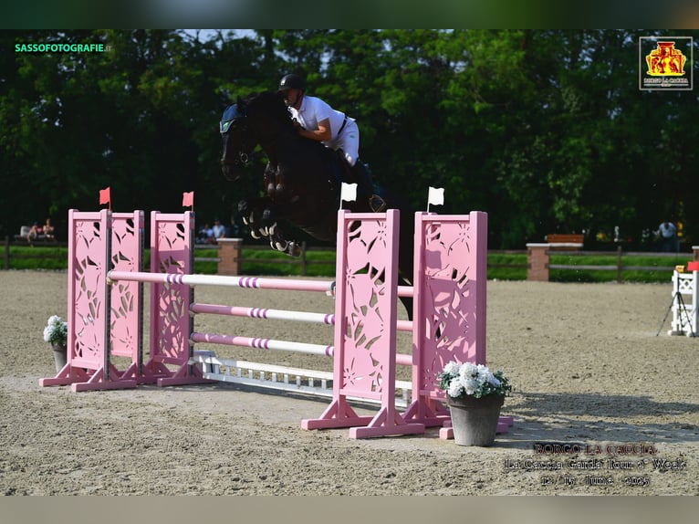 KWPN Gelding 7 years 17,2 hh Bay-Dark in Mengeš