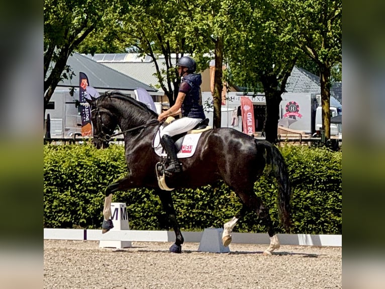 KWPN Gelding 7 years 18.3 hh Black in Oosterstreek