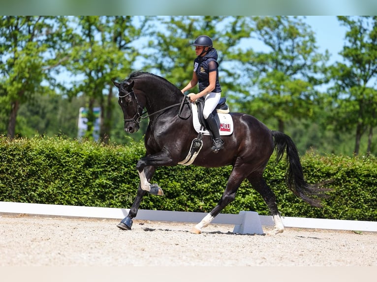 KWPN Gelding 7 years 18.3 hh Black in Oosterstreek