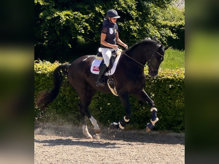 KWPN Gelding 7 years 18.3 hh Black in Oosterstreek