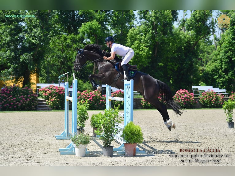KWPN Gelding 7 years 18 hh Bay-Dark in Celje