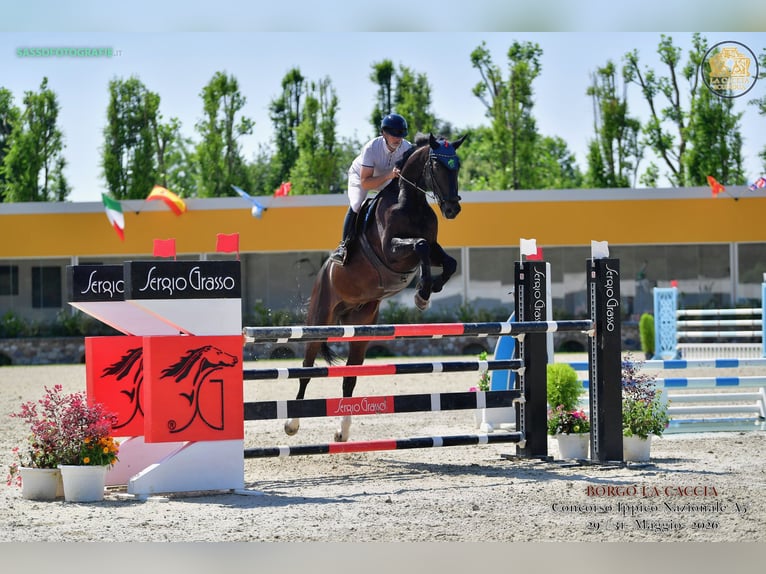 KWPN Gelding 7 years 18 hh Bay-Dark in Celje