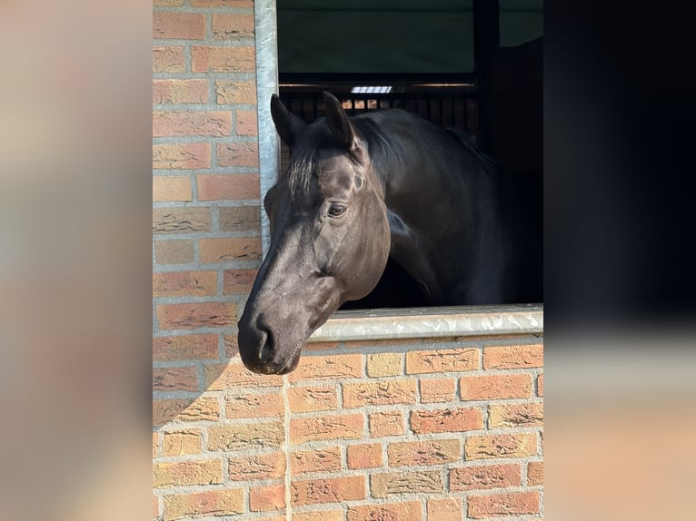 KWPN Gelding 7 years Black in Ysselsteyn