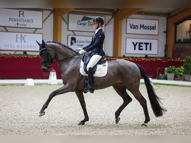 KWPN Gelding 7 years  in Aalsmeer