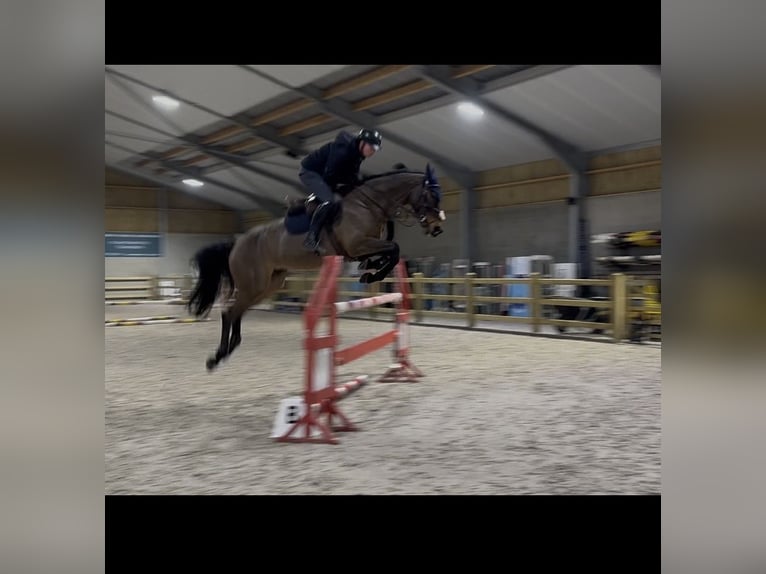 KWPN Gelding 7 years  in Bonheiden