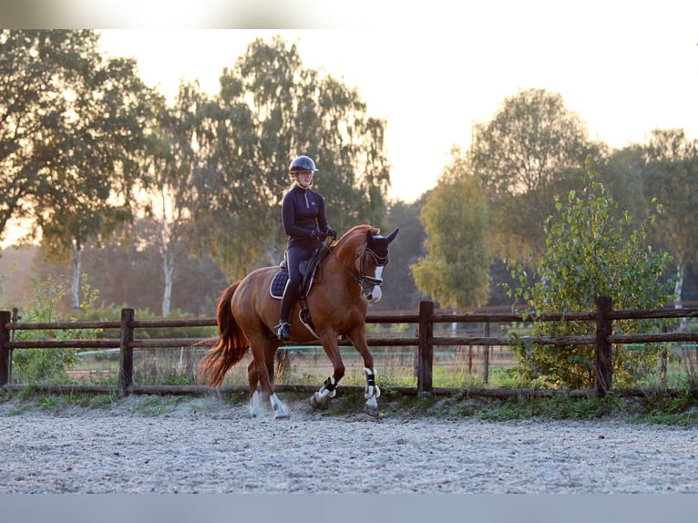 KWPN Gelding 8 years 15,3 hh Chestnut-Red in Hardenberg