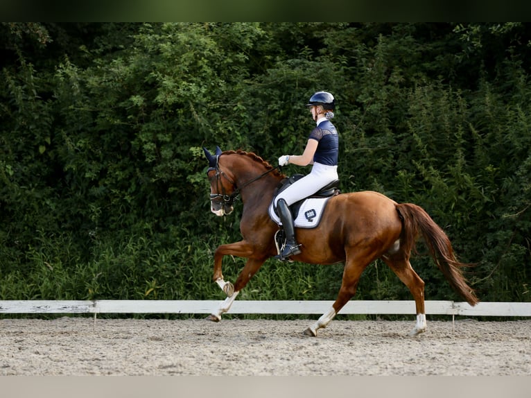 KWPN Gelding 8 years 15,3 hh Chestnut-Red in Hardenberg