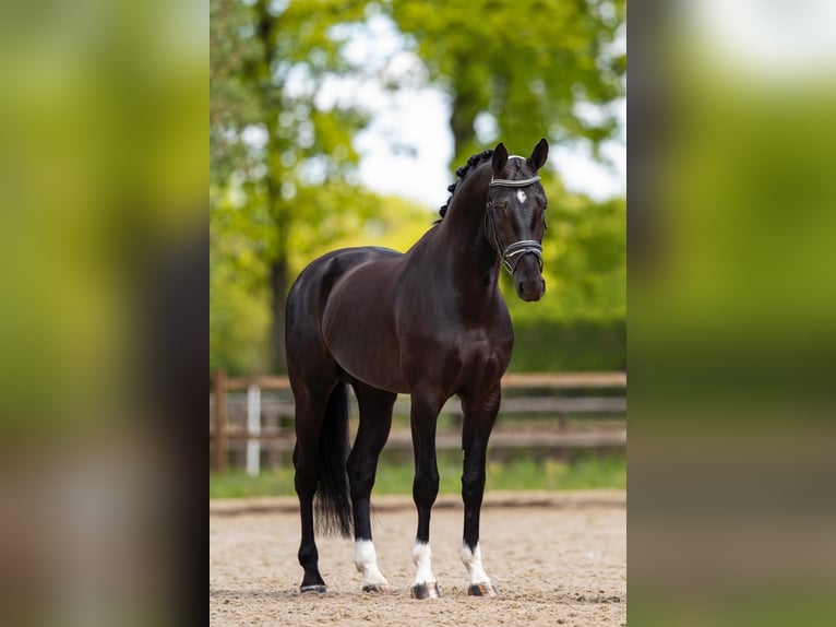 KWPN Gelding 8 years 16,1 hh Black in Mönchengladbach