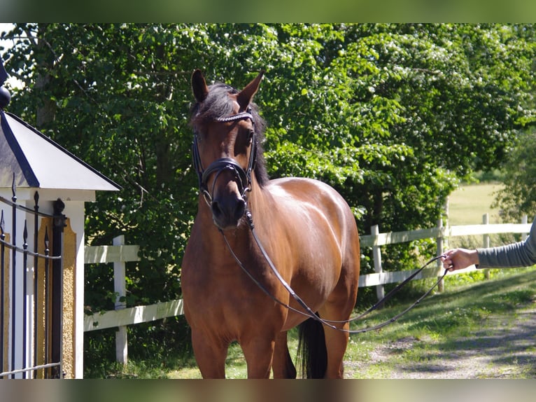 KWPN, Gelding, 8 years, 16.1 hh, Brown