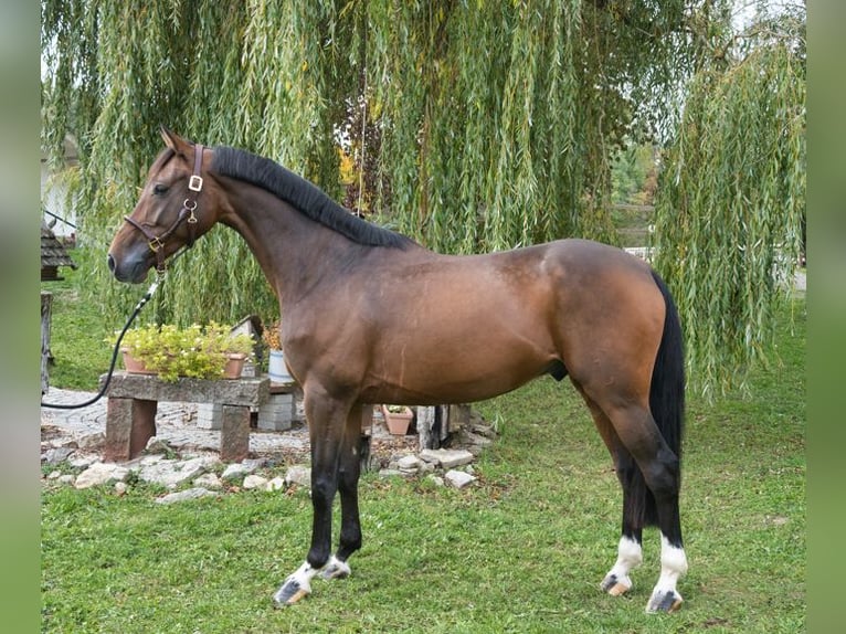 KWPN Gelding 8 years 16.1 hh Brown in Gerstetten