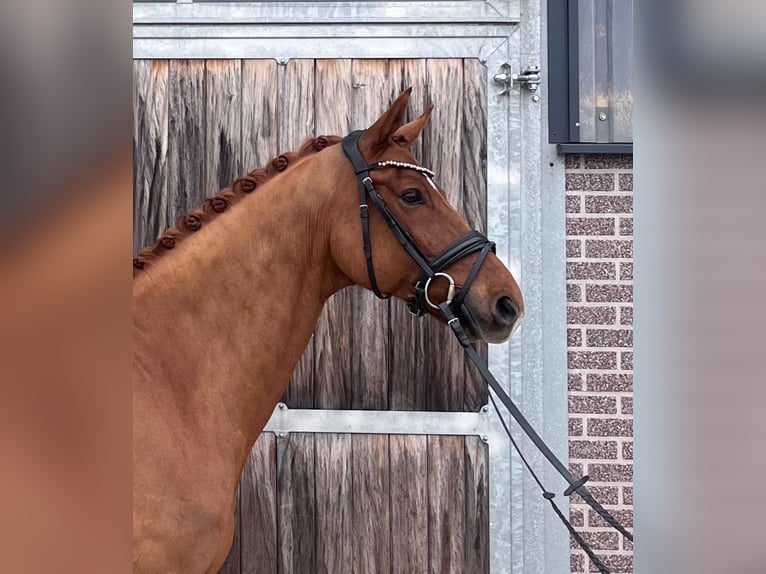 KWPN Gelding 8 years 16,1 hh Chestnut in Senden