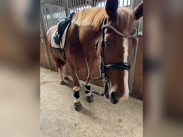 KWPN Gelding 8 years 16,1 hh Chestnut-Red in Amstetten