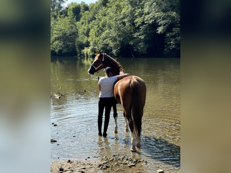 KWPN Gelding 8 years 16,1 hh Chestnut-Red in Amstetten