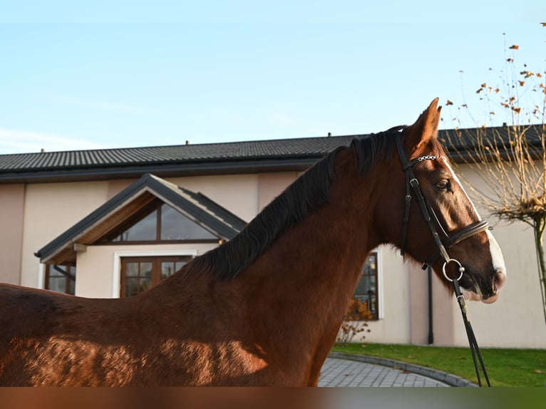 KWPN Gelding 8 years 16,1 hh Chestnut-Red in Jeżów