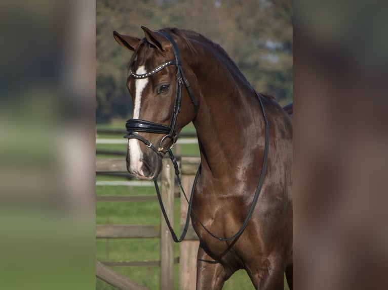 KWPN Gelding 8 years 16,1 hh Chestnut-Red in Werkendam