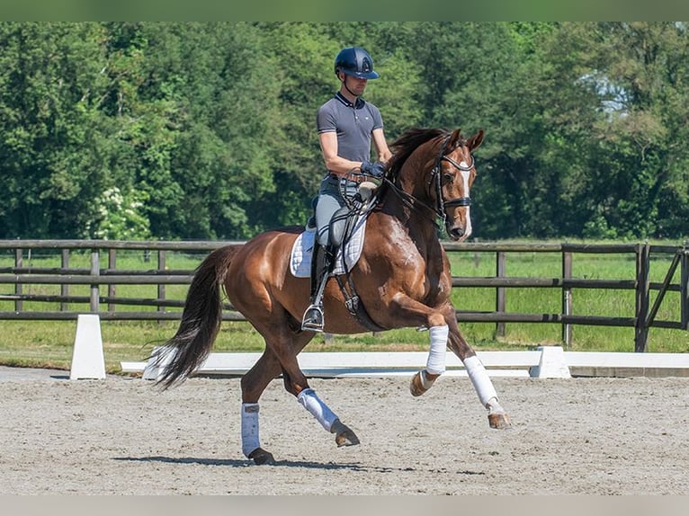 KWPN Gelding 8 years 16,1 hh Chestnut-Red in Werkendam