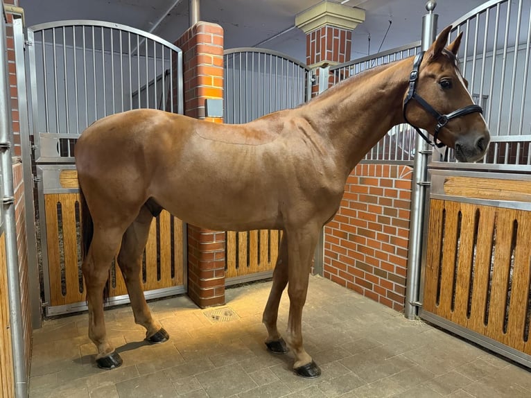 KWPN Gelding 8 years 16.1 hh Chestnut-Red in Küps