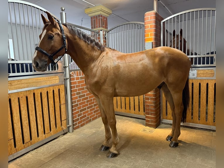 KWPN Gelding 8 years 16.1 hh Chestnut-Red in Küps